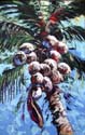 BigCoconuts42x66