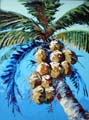 Old Coconuts 0750 30x40
