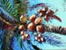 BrightCoconuts30x40
