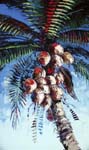 BigCoconuts36x60