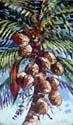 wildCoconuts36x60