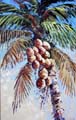 Coconuts42x66