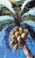 Bold Coconuts 0754 36x60